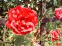 IMAGE0010.JPG Kopie.jpg